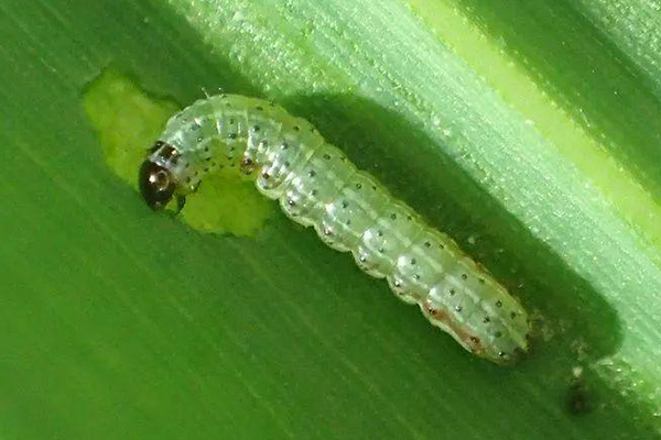 草地貪夜蛾蟲情測報燈圖片1 草地貪夜蛾蟲情測報燈圖片1