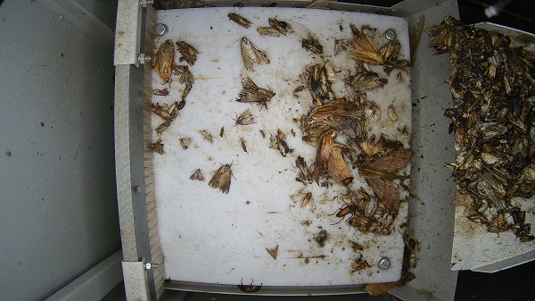 倉儲(chǔ)蟲害監(jiān)測設(shè)備圖片3 倉儲(chǔ)蟲害監(jiān)測設(shè)備圖片3