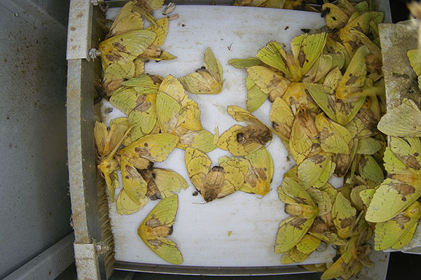 蟲情測報設(shè)備圖片5 蟲情測報設(shè)備圖片5