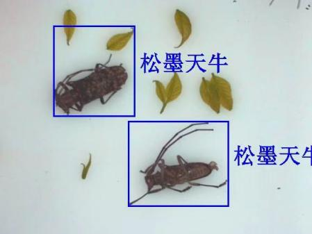 天牛遠程實時監(jiān)測系統(tǒng)圖片2