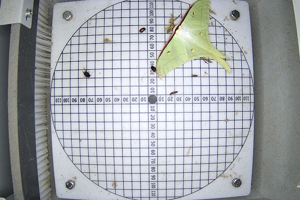 農(nóng)林重大病蟲(chóng)害圖片4